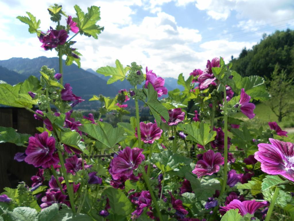 Ferienwohnungen Brunner Fischen im Allgaeu ภายนอก รูปภาพ